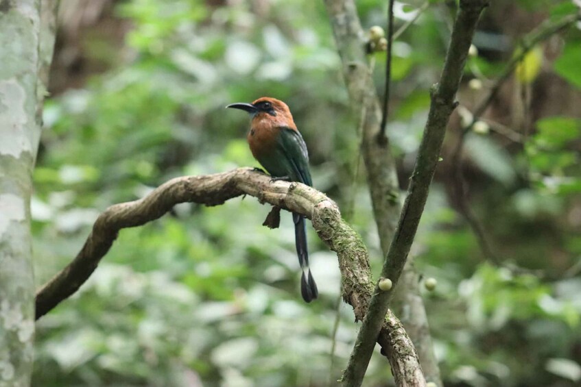 Picture 16 for Activity Panama City: Soberania National Park Hiking Tour