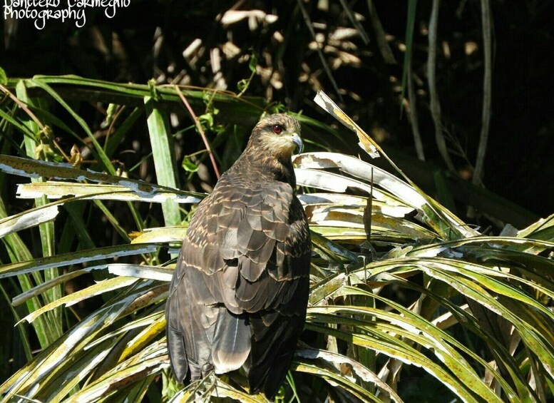 Picture 10 for Activity Panama City: Soberania National Park Hiking Tour