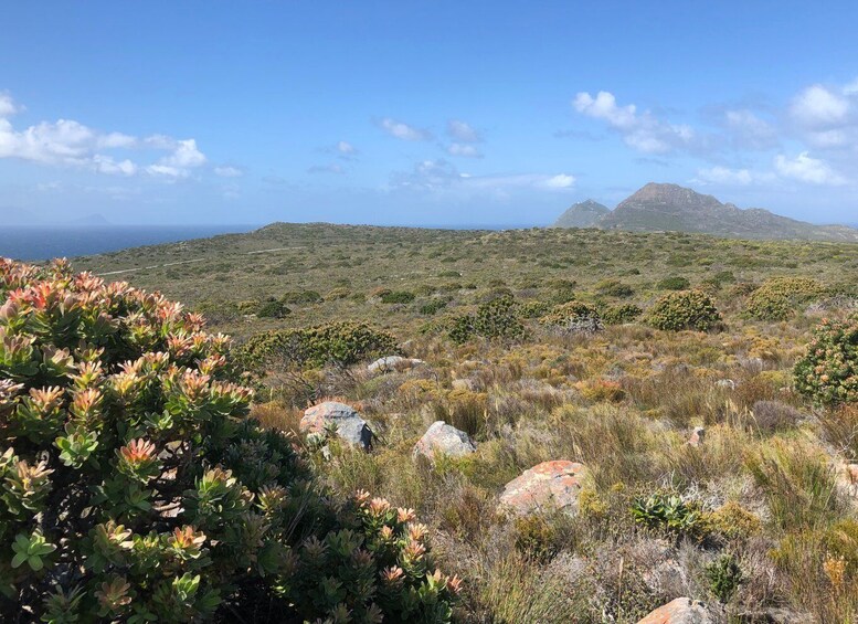Picture 15 for Activity From Cape Town: Cape Point National Park E-Bike Tour