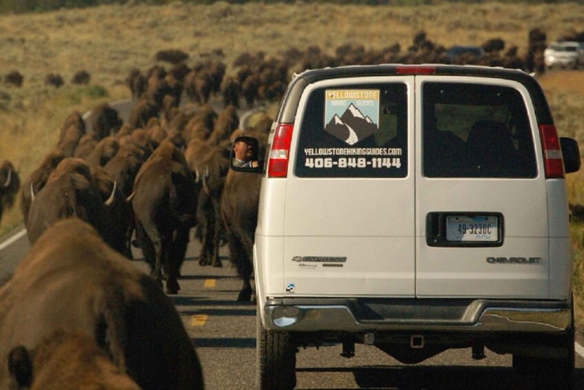 From West Yellowstone: Lamar Valley Wildlife Tour by Van