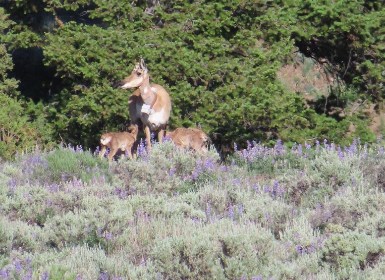 Picture 5 for Activity From West Yellowstone: Lamar Valley Wildlife Tour by Van