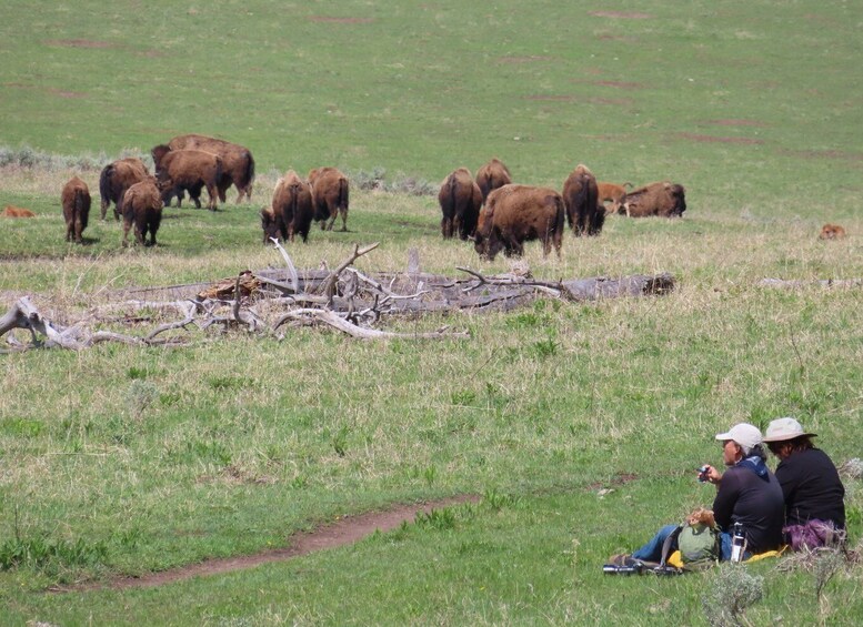 Picture 7 for Activity From West Yellowstone: Lamar Valley Wildlife Tour by Van