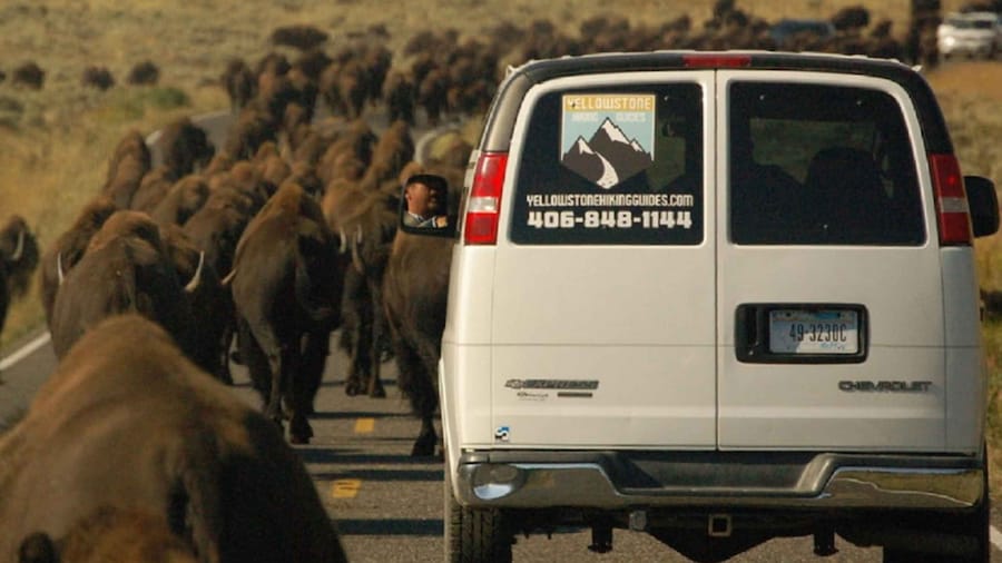 From West Yellowstone: Lamar Valley Wildlife Tour by Van