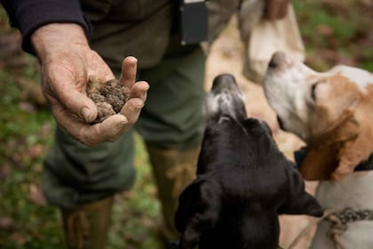 San Miniato : chasse aux truffes dans la campagne toscane