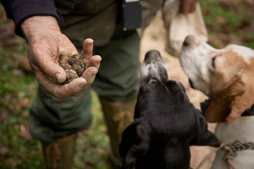 San Miniato: Truffle Hunting in The Tuscan Countryside