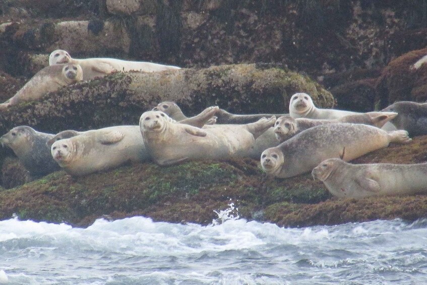 Picture 2 for Activity Boothbay Harbor Cruise: Lighthouses, Lobster Haul, and Seals