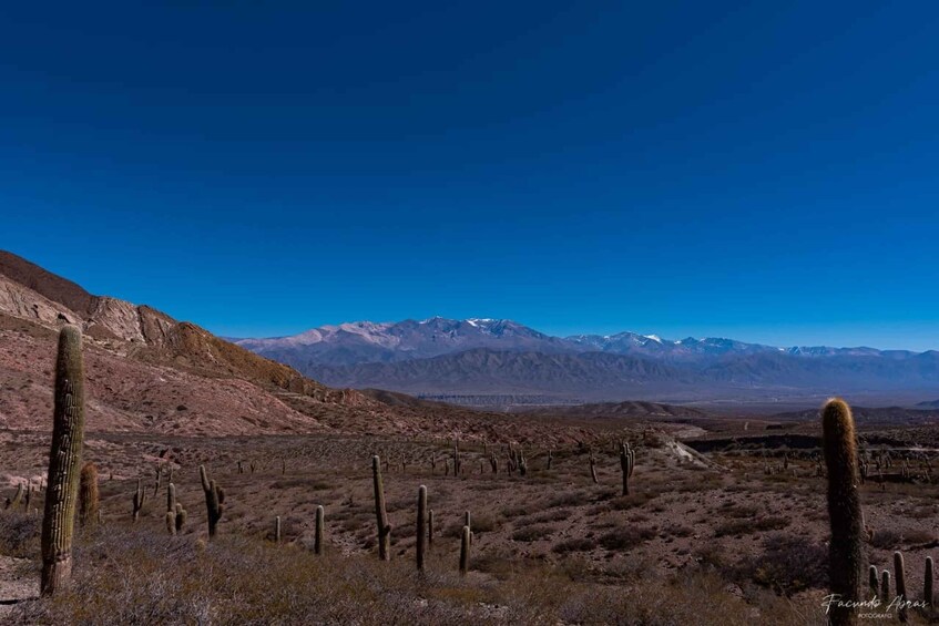 Picture 3 for Activity From Salta: 4-Day Trip in Salta Province & Salinas Grandes