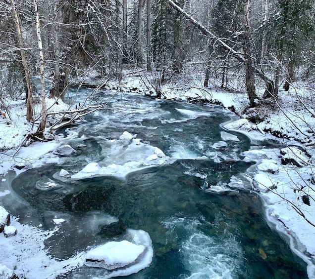 Picture 3 for Activity From Anchorage: Chugach State Park Winter Walking Tour