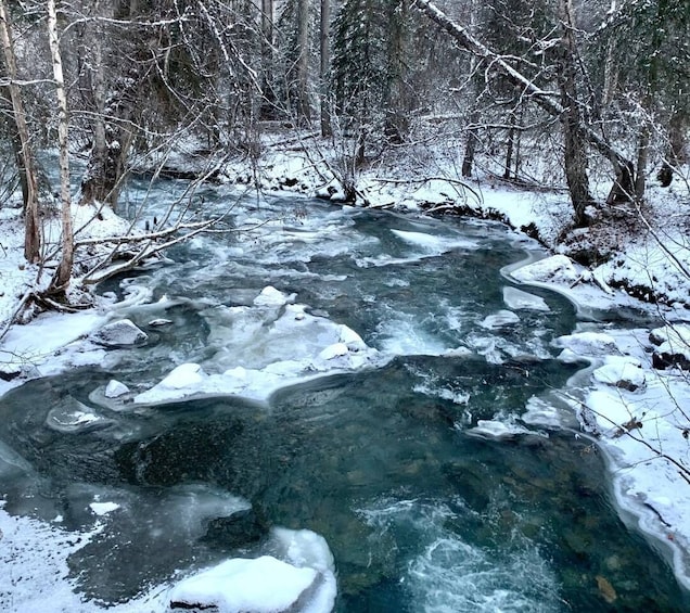 Picture 3 for Activity From Anchorage: Chugach State Park Winter Walking Tour