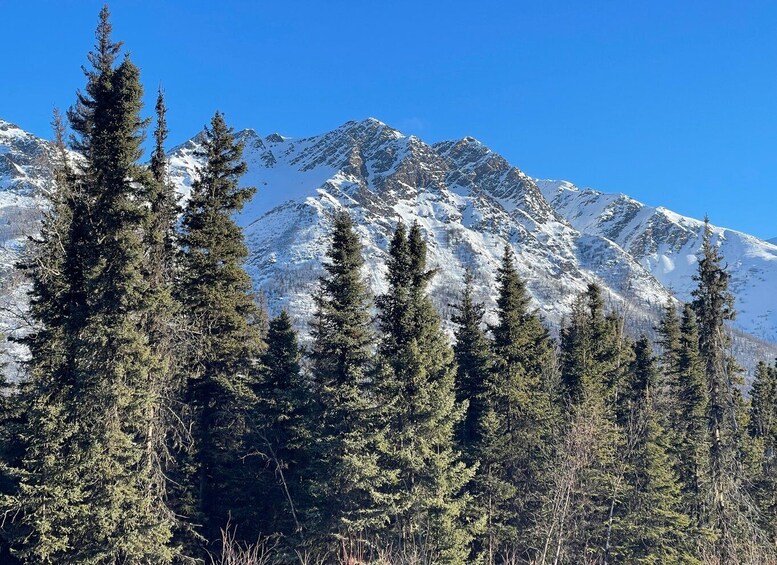 Picture 2 for Activity From Anchorage: Chugach State Park Winter Walking Tour