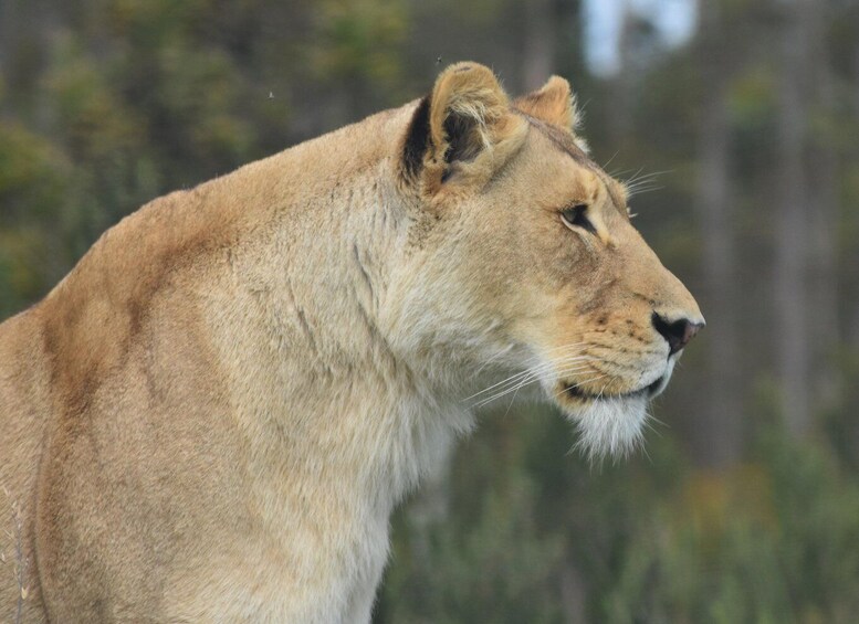Picture 9 for Activity Plettenberg Bay: EcoKidz Family Challenge Wildlife Tour