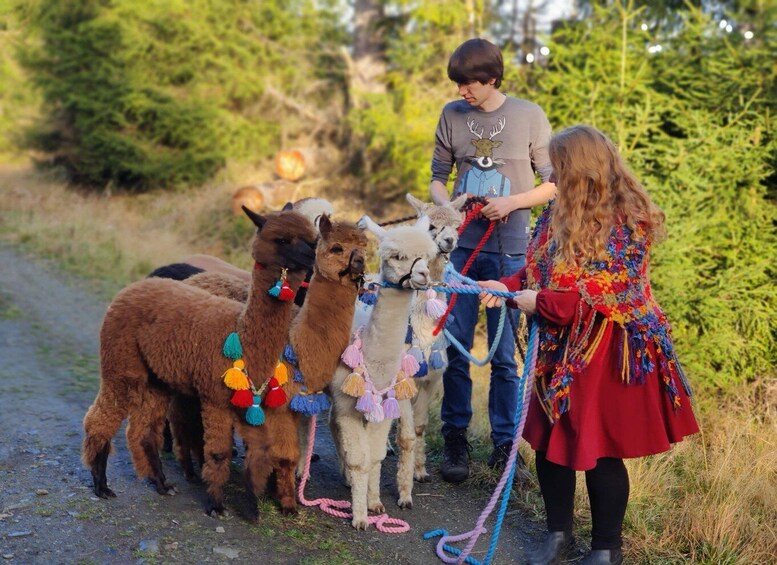 Picture 1 for Activity Braunschweig: Alpaca Trekking Tour