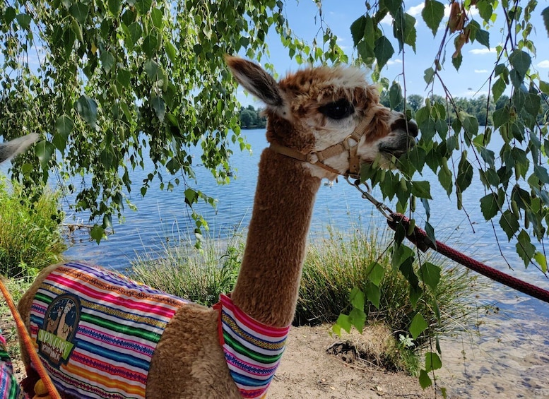 Braunschweig: Alpaca Trekking Tour