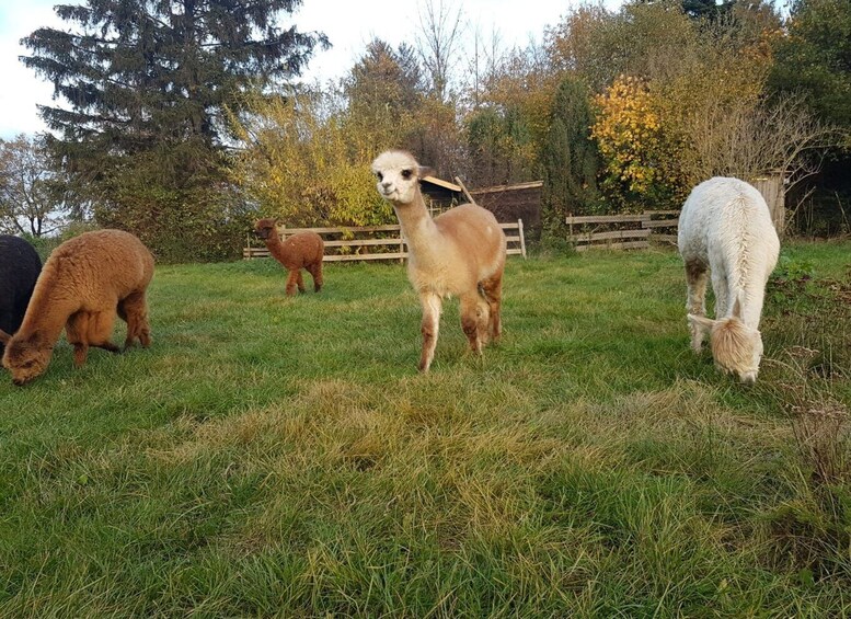 Picture 3 for Activity Braunschweig: Alpaca Trekking Tour