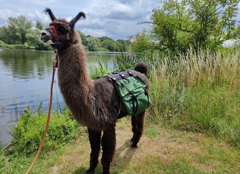 Picture 4 for Activity Braunschweig: Alpaca Trekking Tour