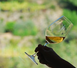 Manarola : Dégustation de vins des Cinque Terre