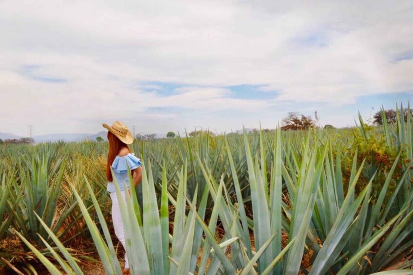 Picture 3 for Activity From Guadalajara: Tequila Town and Cantarito Making Tour