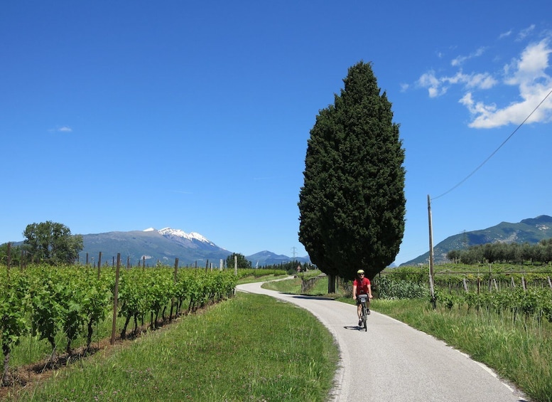 Picture 5 for Activity From Verona: Lake Garda E-Bike tour with lunch SELF GUIDED