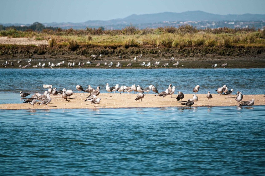 Picture 2 for Activity Isla Cristina/Isla Canela: Boat Trip Through the Marshes