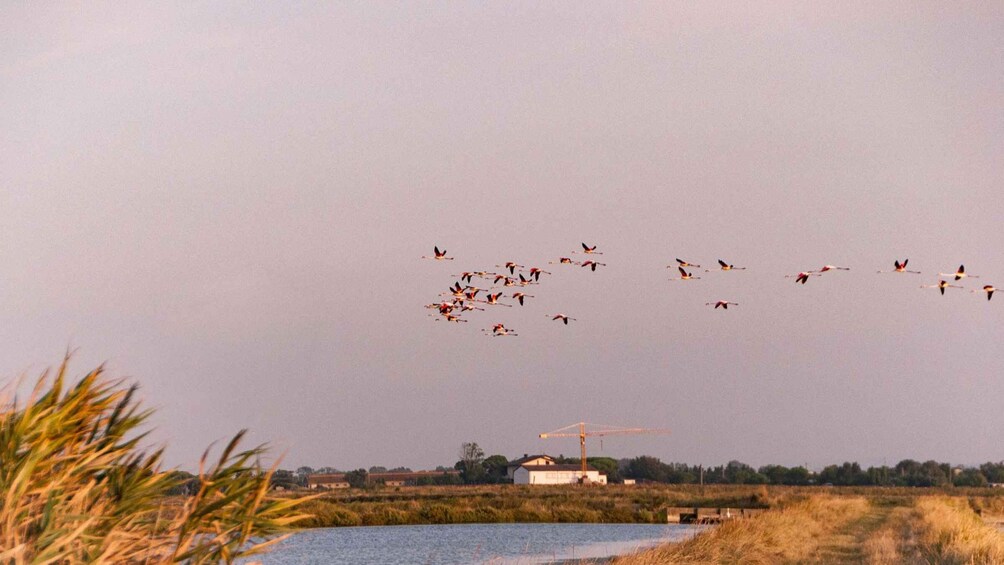 Picture 1 for Activity From Cesenatico: E-bike Day Trip to Ravenna