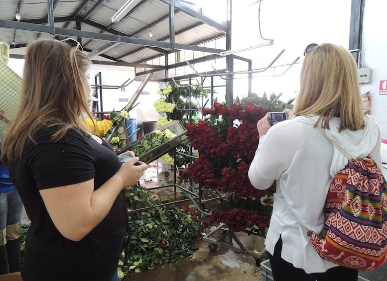 Picture 14 for Activity From Quito: Otavalo Indian Market and Rose Farm Shared Tour