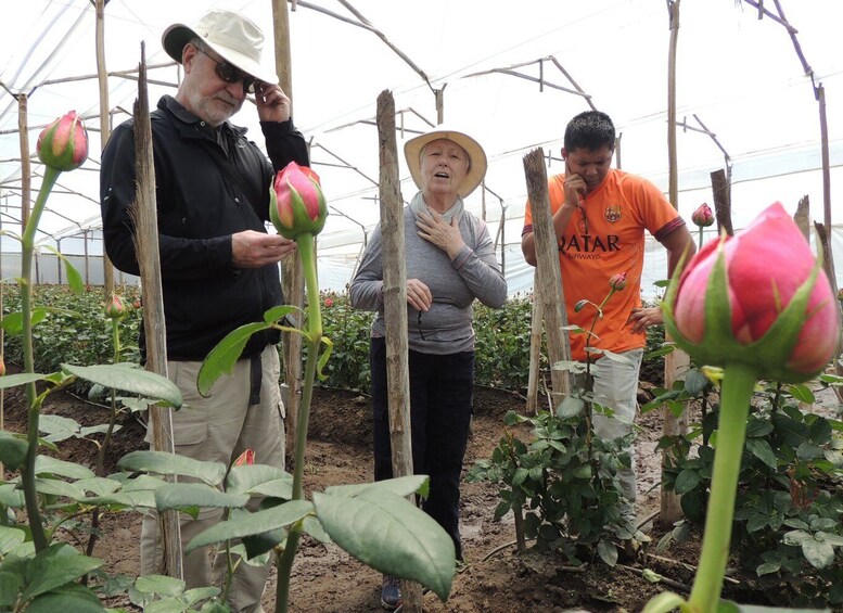 Picture 10 for Activity From Quito: Otavalo Indian Market and Rose Farm Shared Tour