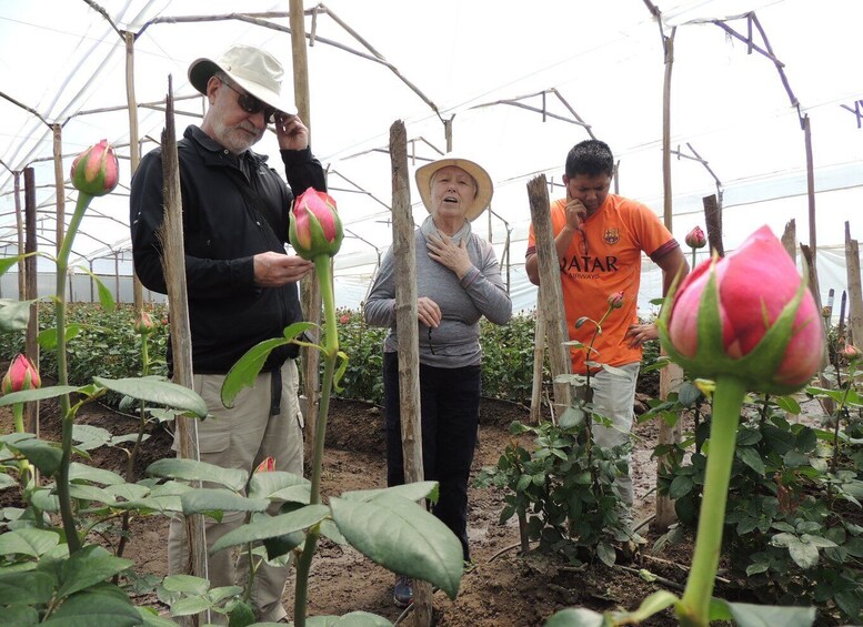 Picture 10 for Activity From Quito: Otavalo Indian Market and Rose Farm Shared Tour