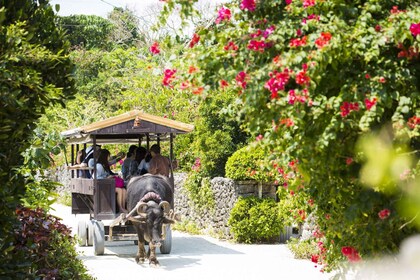 Ishigaki: Phantom Island Snorkeling and Taketomi Sightseeing