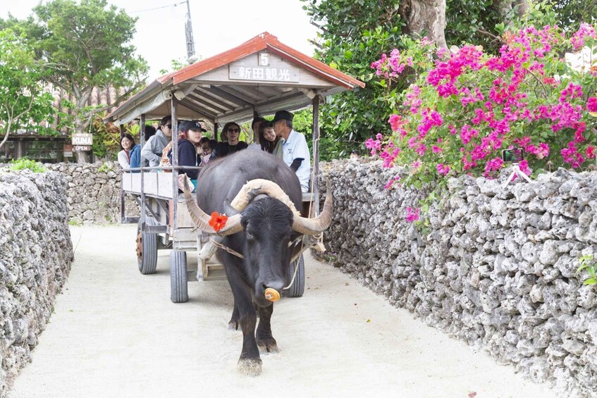 Picture 8 for Activity Ishigaki: Phantom Island Snorkeling and taketomi sightseeing