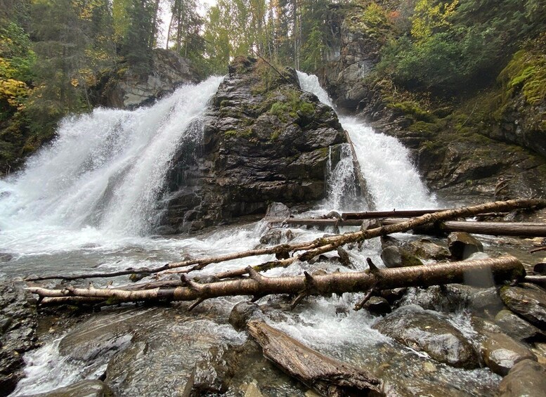 Picture 3 for Activity From Anchorage: Valley and Forest Hike with Naturalist Guide