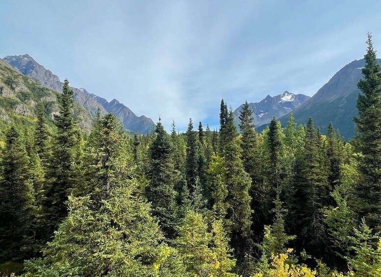 Picture 4 for Activity From Anchorage: Valley and Forest Hike with Naturalist Guide