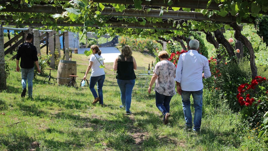 Picture 3 for Activity Albariño Wine Tasting with Winery Tour