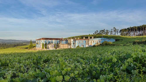 Cata de Vino Albariño con Visita a Bodega