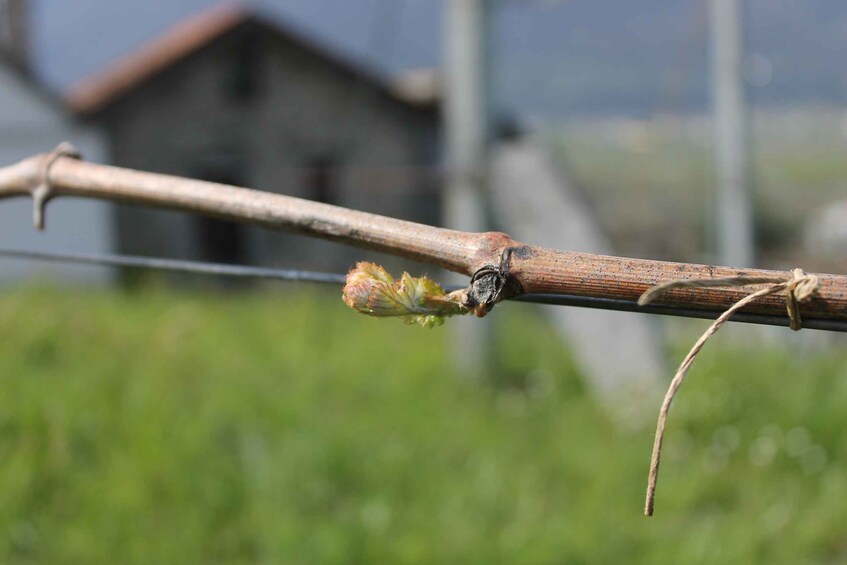 Picture 3 for Activity Domodossola: Ossola Valley Winery Tour with Tastings