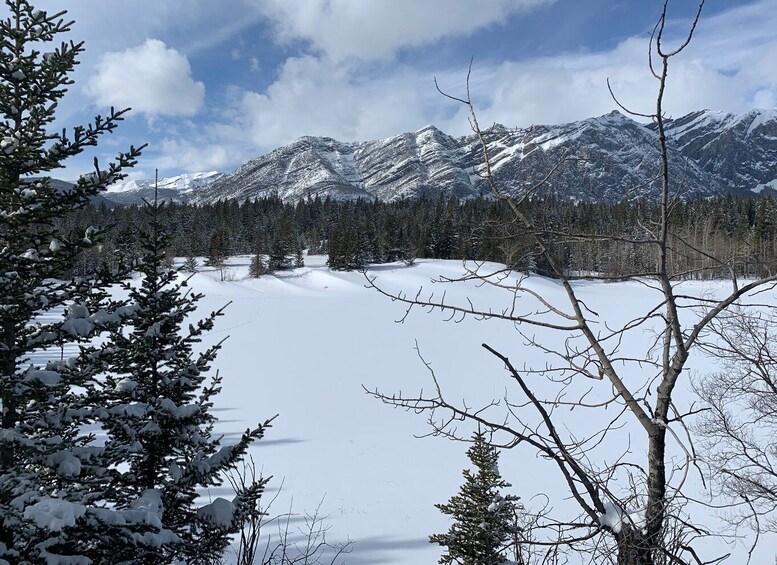 Picture 27 for Activity Canmore: 4-Hour Banff Park Safari Drive & Nature Walk