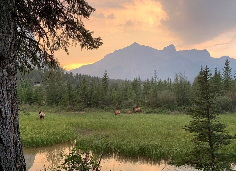 Picture 4 for Activity Canmore: 4-Hour Banff Park Safari Drive & Nature Walk