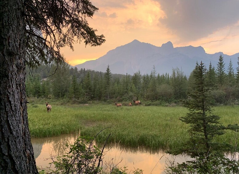 Picture 4 for Activity Canmore: 4-Hour Banff Park Safari Drive & Nature Walk