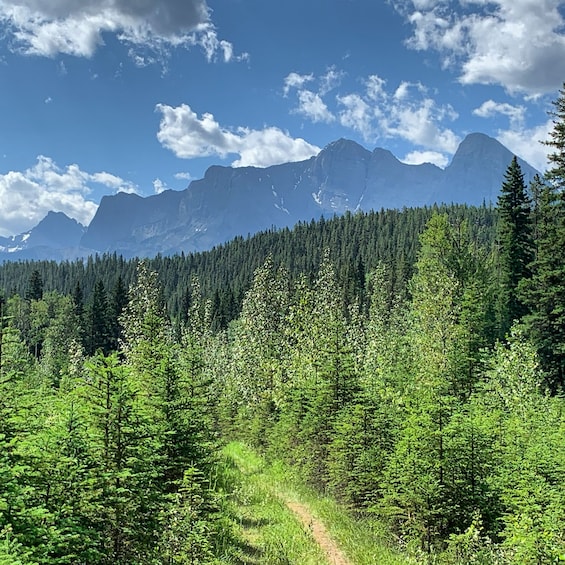 Picture 11 for Activity Canmore: 4-Hour Banff Park Safari Drive & Nature Walk