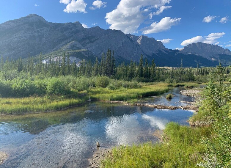 Picture 2 for Activity Canmore: 4-Hour Banff Park Safari Drive & Nature Walk