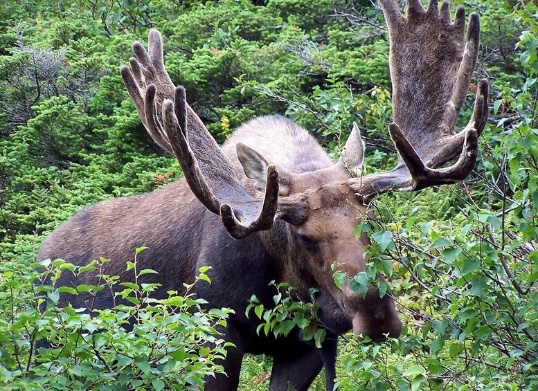 Picture 5 for Activity Canmore: 4-Hour Banff Park Safari Drive & Nature Walk