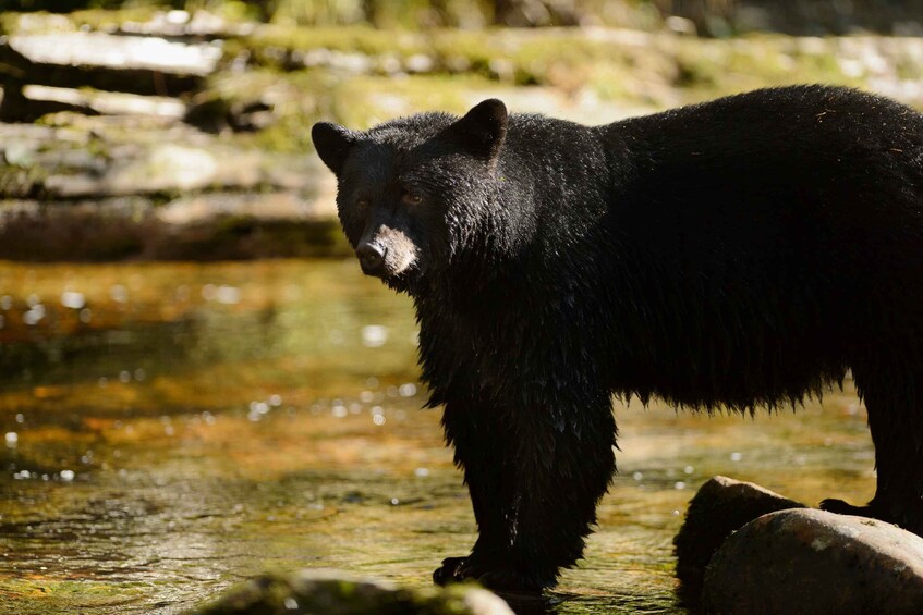 Picture 1 for Activity Canmore: 4-Hour Banff Park Safari Drive & Nature Walk