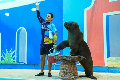 Puerto Vallarta: Descubrimiento de leones marinos