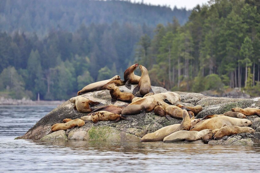Picture 7 for Activity Campbell River: 4-Hour Ocean Rapids Ride