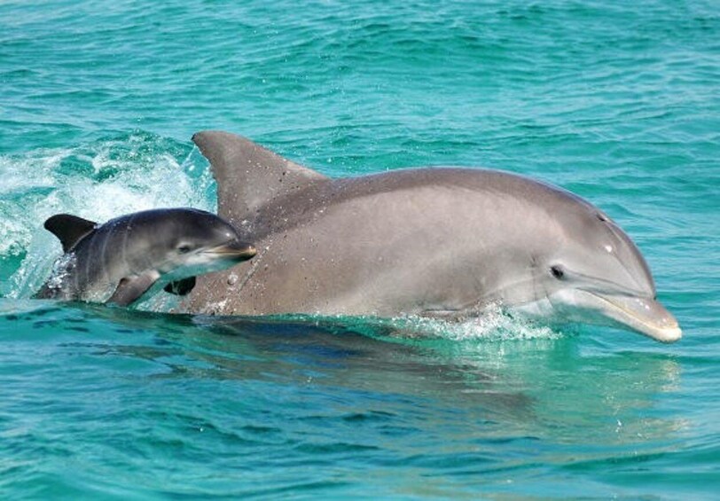 Picture 2 for Activity Panama City Beach: Dolphin Watching Trip by Catamaran