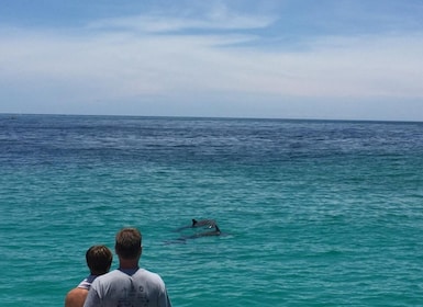 Panama City Beach: Dolphin Watching Trip by Catamaran