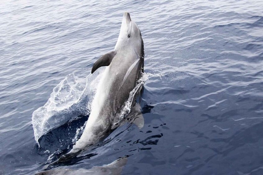 Picture 3 for Activity Panama City Beach: Dolphin Watching Trip by Catamaran