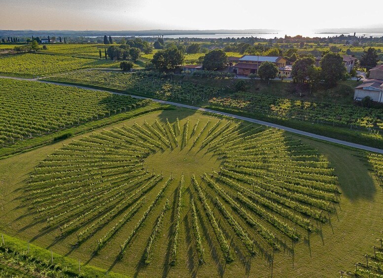 Picture 4 for Activity Lazise: Winery Tour with Garda Wines and Food Tasting