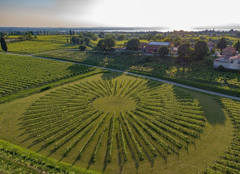 Picture 4 for Activity Lazise: Winery Tour with Garda Wines and Food Tasting