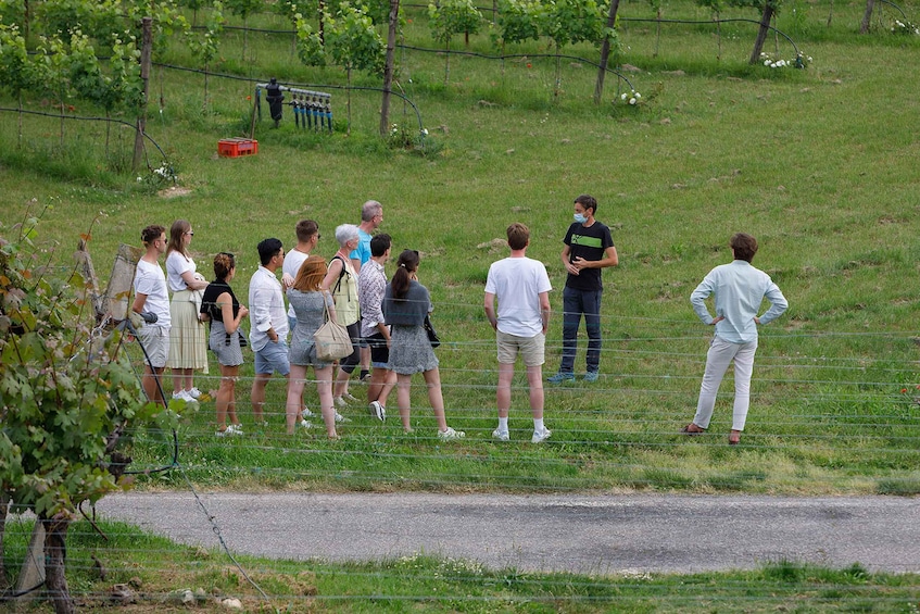 Picture 3 for Activity Lazise: Winery Tour with Garda Wines and Food Tasting