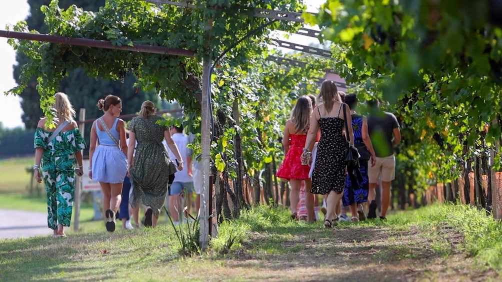Picture 1 for Activity Lazise: Winery Tour with Garda Wines and Food Tasting